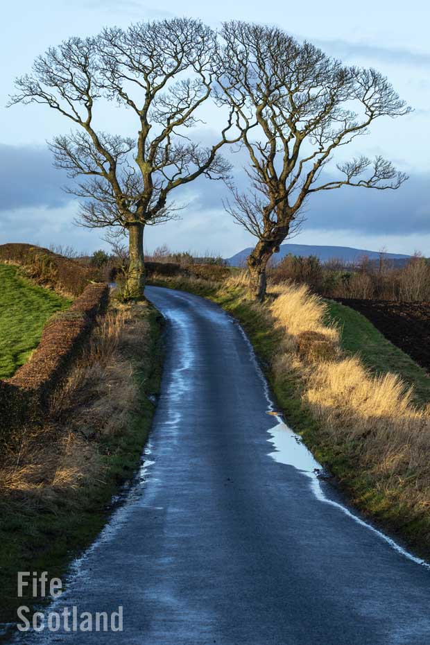 Trees in Fife Scotland